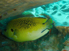 Apolemichthys trimaculatus