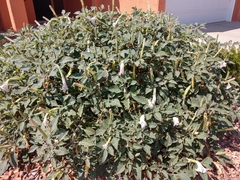 Datura wrightii