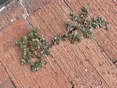 Portulaca oleracea