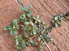 Portulaca oleracea