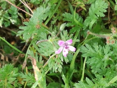 Erodium cicutarium