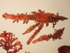 Cladodonta lyallii