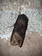 Agrotis ipsilon
