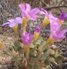 Oxalis punctata