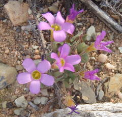 Oxalis punctata