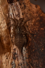 Thelechoris striatipes