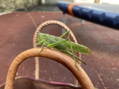 Tettigonia viridissima