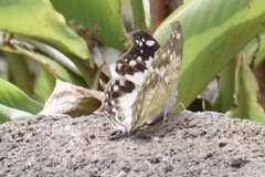 Protogoniomorpha anacardii