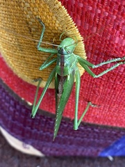 Tettigonia viridissima