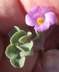 Oxalis punctata