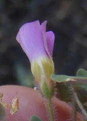Oxalis punctata