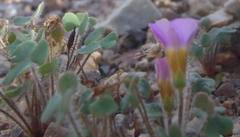 Oxalis punctata