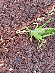 Tettigonia viridissima