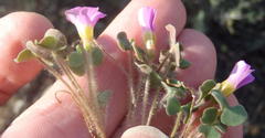 Oxalis punctata