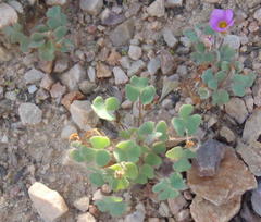 Oxalis punctata