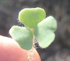 Oxalis punctata