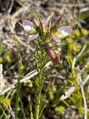 Polygala dasyphylla