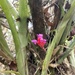 Quesnelia kautskyi - Photo (c) Claudio Novaes,  זכויות יוצרים חלקיות (CC BY-NC), הועלה על ידי Claudio Novaes