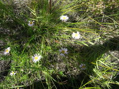 Athrixia heterophylla heterophylla