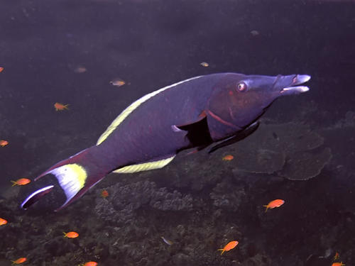 Green Bird Wrasse