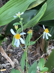 Bidens alba