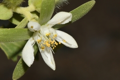 Kissenia capensis