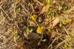 Deinandra pentactis