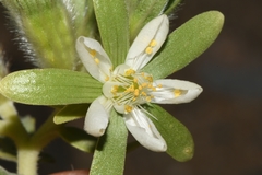 Kissenia capensis