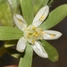 Kissenia capensis - Photo (c) Joey Santore,  זכויות יוצרים חלקיות (CC BY-NC), הועלה על ידי Joey Santore