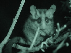 Asian Garden Dormouse photo 2