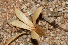 Kissenia capensis