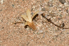 Kissenia capensis
