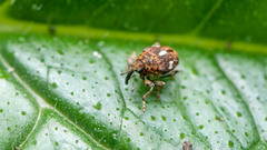 Mogulones asperifoliarum