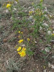 Jacobaea grandidentata