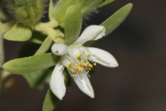 Kissenia capensis