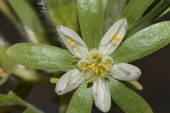 Kissenia capensis