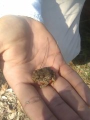 Incilius occidentalis