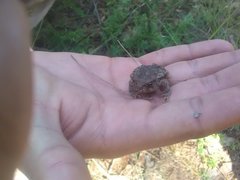 Incilius occidentalis