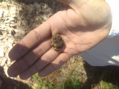 Incilius occidentalis