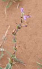 Penstemon buckleyi