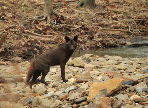 Coyote photographed in Arkansas
