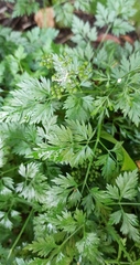 Aethusa cynapium
