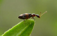 Aulacoderus