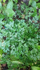 Aethusa cynapium