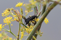 Entomobora