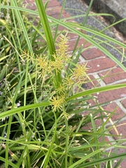 Cyperus