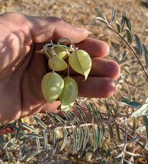 Astragalus asymmetricus