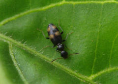 Aulacoderus