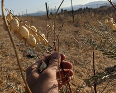 Astragalus asymmetricus