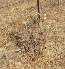 Astragalus asymmetricus